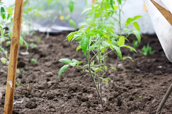 ポリエチレン製の家庭用温室でトマトの苗 選択的焦点 — ストック写真