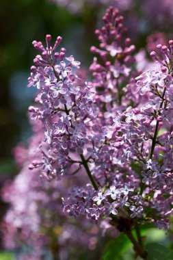 Leylak dalında beş taç yaprağı olan çiçekler, iyi şans işareti..