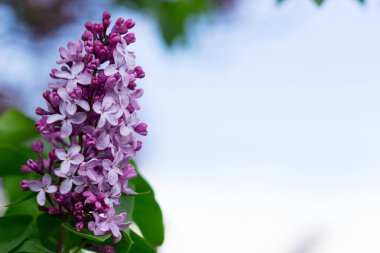 Leylak dalında beş ya da üç taç yaprağı olan çiçekler, iyi şans işareti..