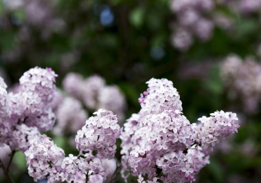 Leylak dalında beş ya da üç taç yaprağı olan çiçekler, iyi şans işareti..