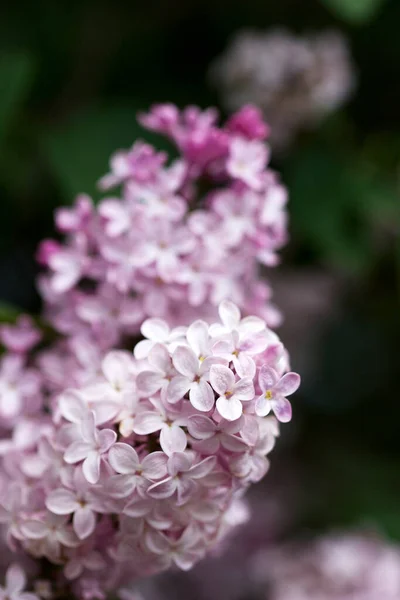 Flores con cinco o tres pétalos en una rama lila, signo de buena suerte . —  Fotos de Stock