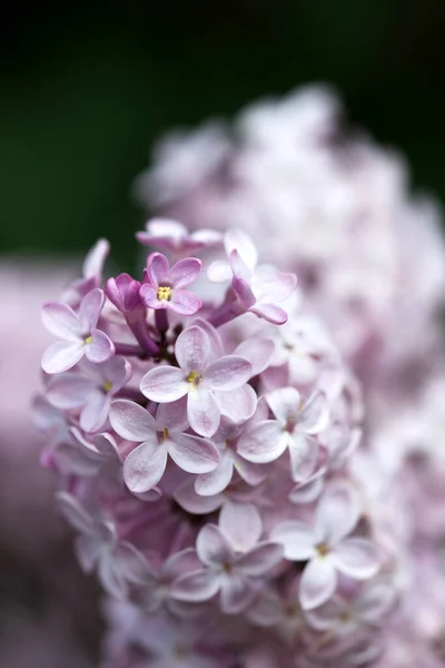 Flores con cinco o tres pétalos en una rama lila, signo de buena suerte . —  Fotos de Stock