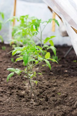 Polietilen 'den yapılmış bir ev serasında domates tohumları. Seçici odak.