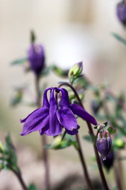 Bulanık bir arkaplanda mor su çiçekleri.