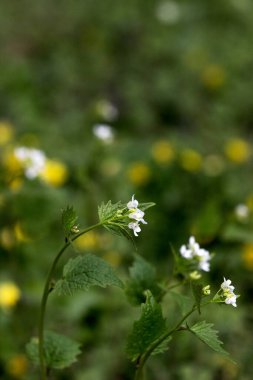 Güneşin aydınlattığı bir ormanda sarımsaklı hardal çiçek açıyor. Seçici odak.