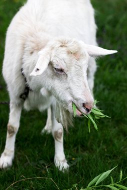 Beyaz evcil keçi söğüt dalları çiğniyor ve yeşil çayır arka planda yapraklar bırakıyor. Seçici odak.