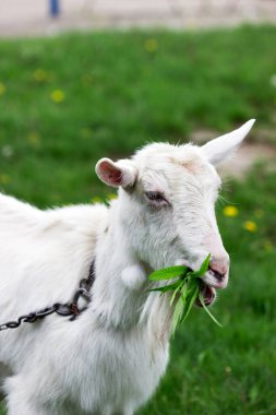 Beyaz evcil keçi söğüt dalları çiğniyor ve yeşil çayır arka planda yapraklar bırakıyor. Seçici odak.