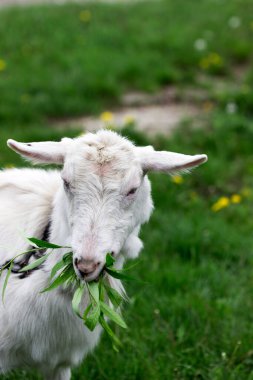 Beyaz evcil keçi söğüt dalları çiğniyor ve yeşil çayır arka planda yapraklar bırakıyor. Seçici odak.