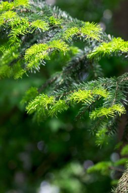Bahar güneşinin ışıltılarında bahar dalları filizlenir. Seçici odak.