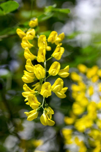 Fiori Gialli Robinia Adatti Uso Farmacologico Culinario Focus Selettivo — Foto Stock