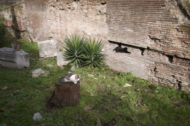 Roma, İtalya - 3 Şubat 2020: Kediler Largo Arjantin 'in kutsal bölgesinde