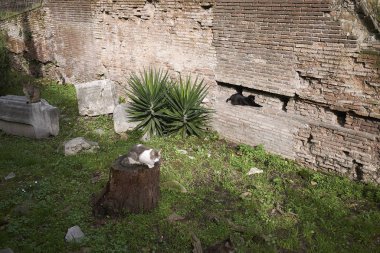 Rome, Italy - February 03, 2020 : Cats at the sacred area of Largo Argentina clipart