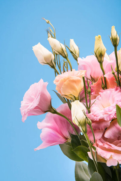 Beautiful pink flowers