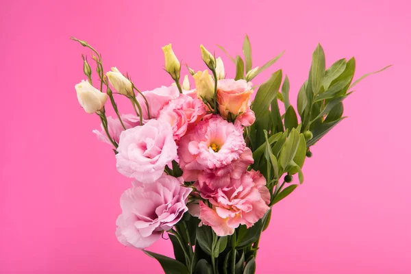Mooie roze bloemen — Stockfoto