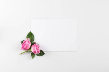 pink roses background clipart