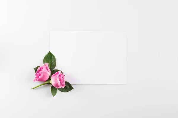 Rosa Rosen Hintergrund — Stockfoto