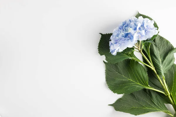 Blauwe hortensia bloem — Stockfoto
