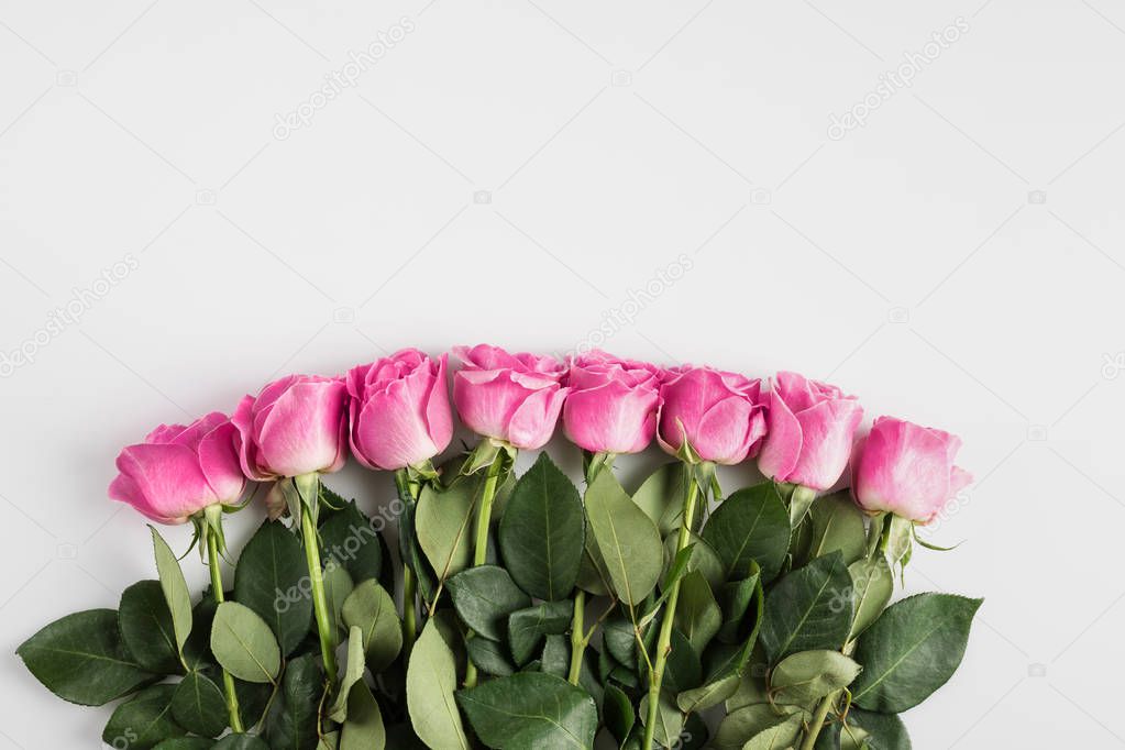 pink roses with copy space