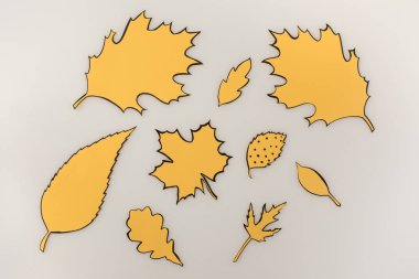 various drawn autumnal leaves clipart