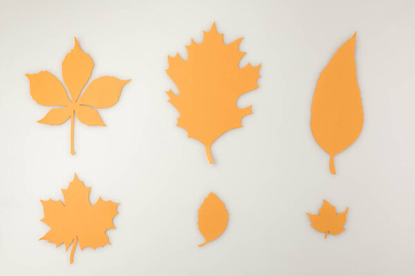 various autumnal leaves