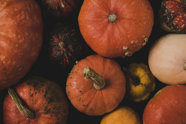 Calabazas — Foto de Stock