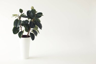 saksı ficus bitki