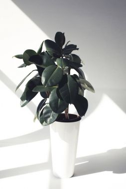 Ficus. 