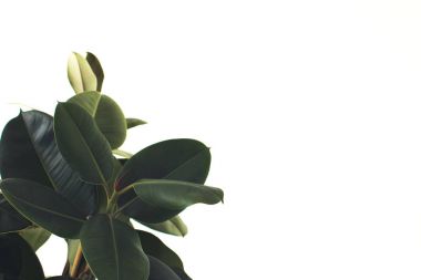 kopya alanı ile bitki