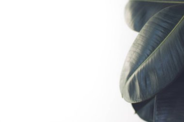 Yeşil Ficus yaprakları