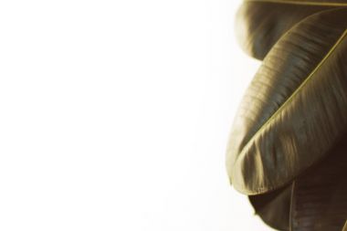 Filtre uygulanmış ficus bitki