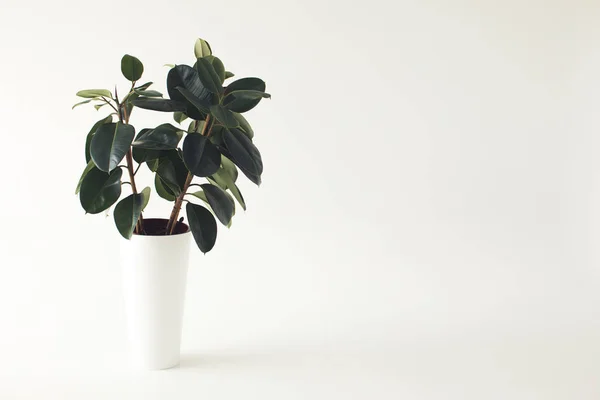 Vaso de plantas ficus — Fotografia de Stock