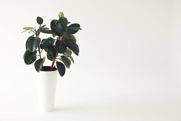 potted ficus plant
