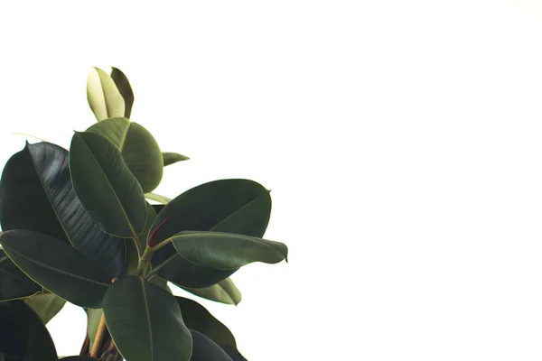 plant with copy space