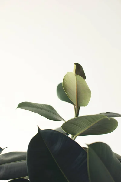 Green ficus plant — Stock Photo, Image