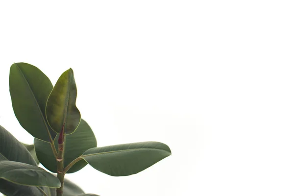 Green ficus leaves — Stock Photo, Image