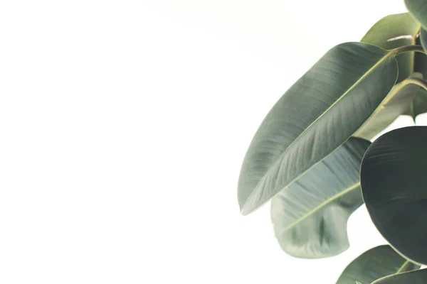 Green ficus leaves — Stock Photo, Image