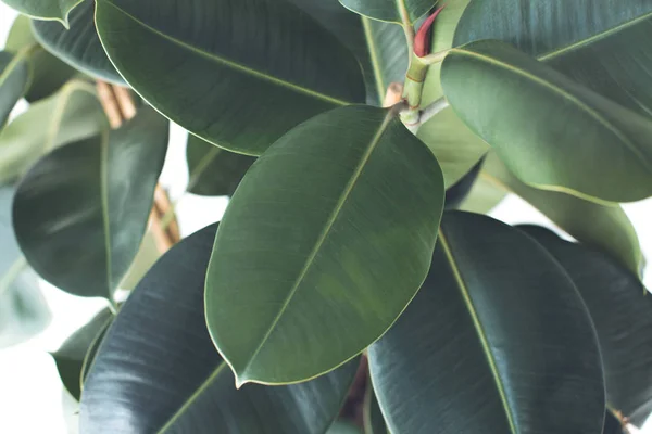 Ficus Ordförande — Stockfoto