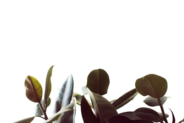 Planta de ficus verde — Fotografia de Stock