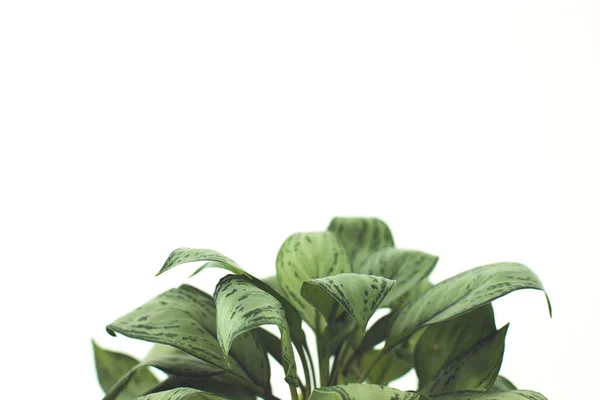 Green plant with copy space — Stock Photo, Image