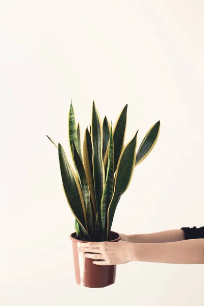 Personne détenant une plante en pot — Photo