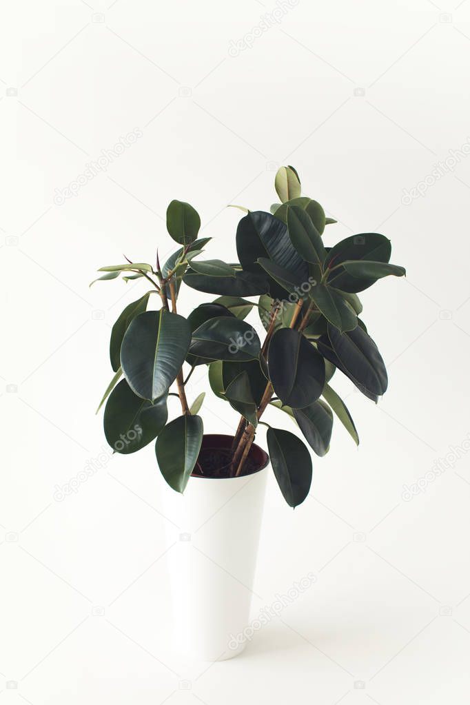 potted ficus plant