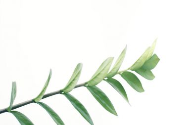 close up of green plant clipart