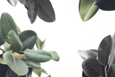 Yeşil ficus bitki