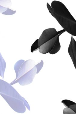toned view of ficus plants clipart