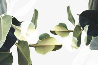 double exposure of plants clipart