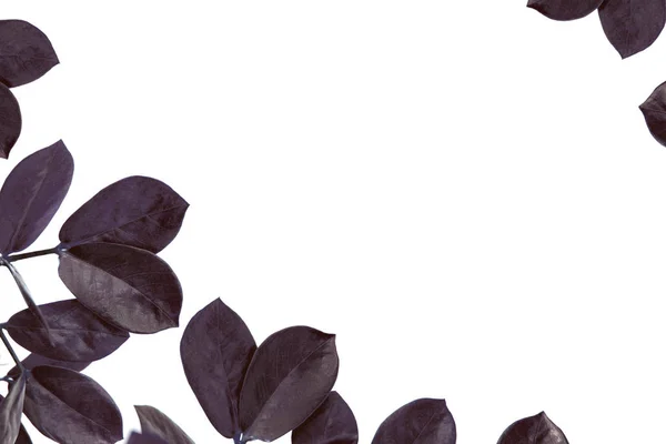 Листья фикуса с копировальным пространством — стоковое фото