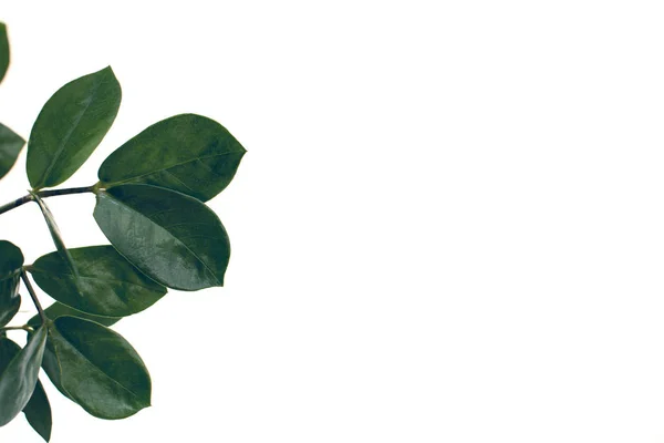 Ficus leaves — Stock Photo, Image