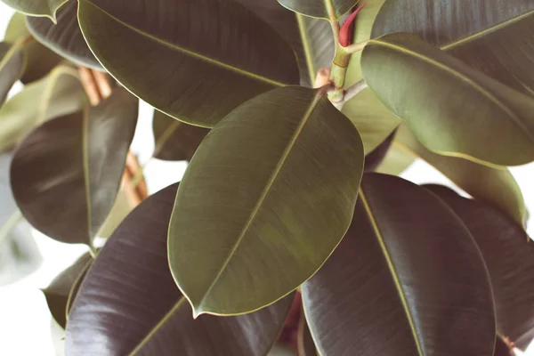 Ficus plant texture — Stock Photo, Image