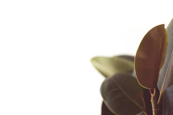 Hojas de ficus verde con espacio de copia —  Fotos de Stock