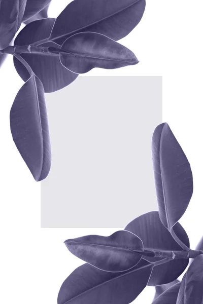 Yaprakları ile boş kartı — Stok fotoğraf